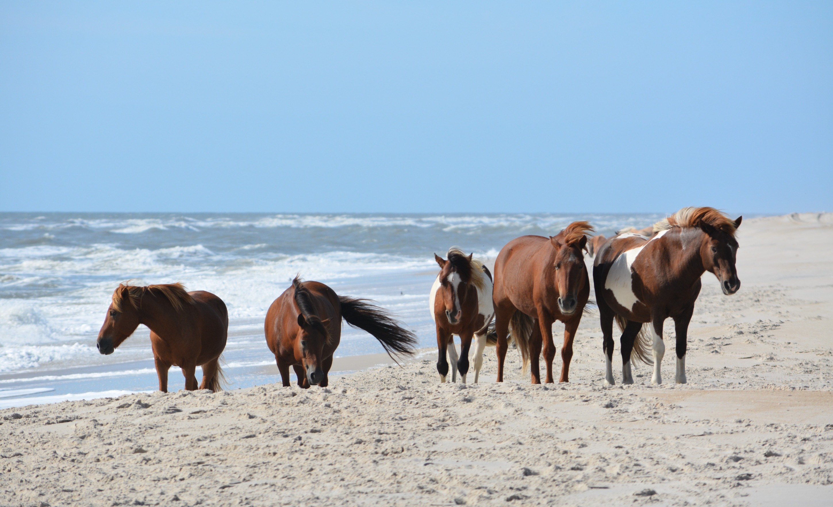 Wild horses on Assateague Island